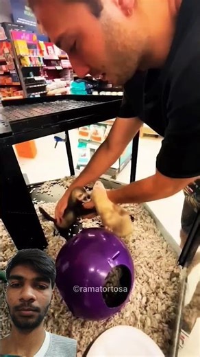 Ferrets funny video😂!