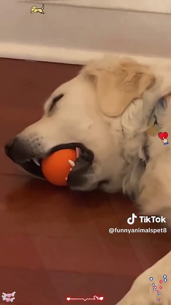 Funnyanimalspet8 on TikTok