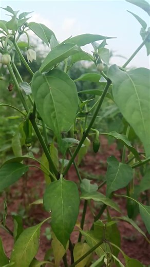 How To Grow A Chilli Tree #shorts #viral