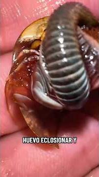 One of the oldest animals lives in a puddle 🦖🦖 #fossil #crab #puddle