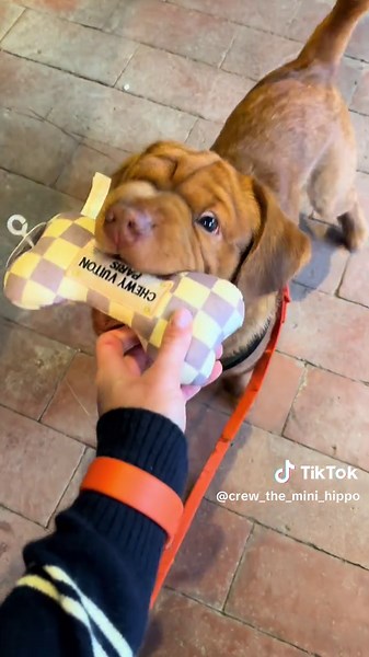 Mini Hippo Adventures with Cuzzin Ketchum