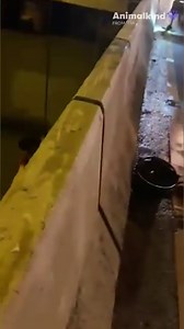 277K views · 114 reactions | This cat needs help right meow! Can this couple save a drowning kitten with a bucket and a rope? | Humankind | Facebook