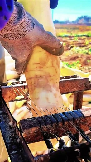 The Engineering of Traditional Radish Slicers