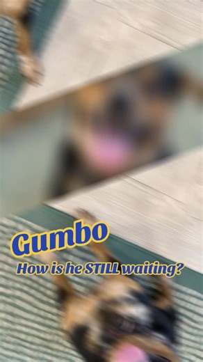 Meet Gumbo 🐶 Our handsome and kind 1.5-year-old Blue Heeler mix weighing 40 lbs of pure love. When Gumbo first came to us, he had been found as a stray. He arrived a little shy… unsure… just taking it all in. But with love, patience, and consistency — he has absolutely BLOSSOMED 🌸 Now? ✨ He walks beautifully on a leash ✨ He’s amazing in crowds ✨ He’s attended multiple adoption events like a pro ✨ He gets along great with other dogs ✨ And he LOVES to give love and play Everyone who meets Gumbo 