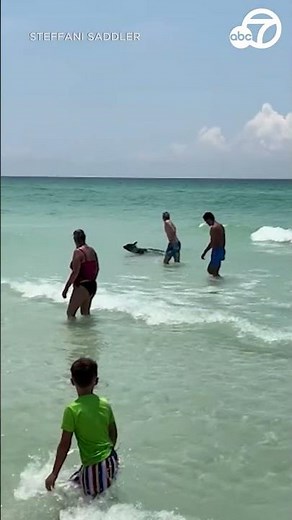 Black bear spotted swimming at crowded Florida beach