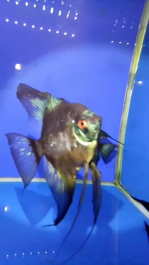 Stunning Pinoy Paraiba Angelfish: A Colorful Addition to Your Aquarium!