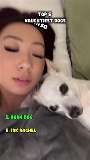 Ranking The Naughtiest Dogs 🐶📈#funniestpets #talkingdog