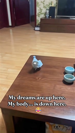 Happy Budgie 😍 | PlayGround Of Budgies