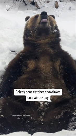 11K views · 88 reactions | This grizzly bear Emmet enjoyed catching snowflakes on his tongue at the Cheyenne Mountain Zoo. #grizzly #snow #zoolife | The Uplift | Facebook