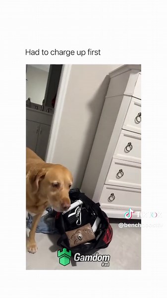 #fyp #viral #xyzbca #trending #dog