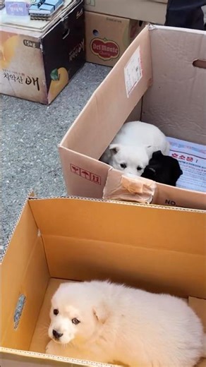 Free puppy adoption, five-day market day