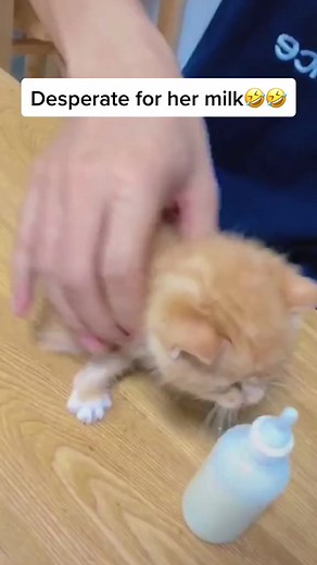 Cuties 💕😻 | Kitten's Planet