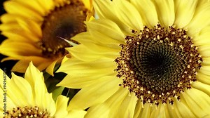 日本の夏の夜の黄色いヒマワリの花