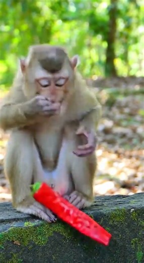 Hellfire Unleashed: Monkey and Cat vs. the Giant Red Chili