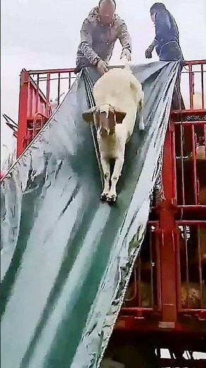 The process of unloading sheep = good methods can increase efficiency