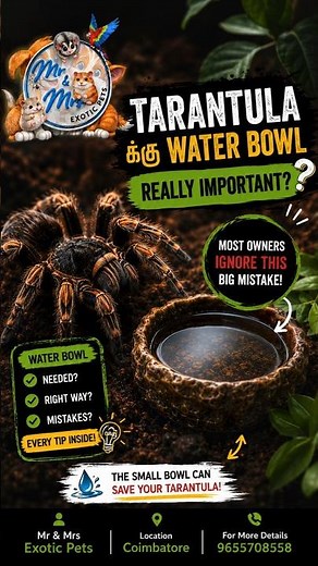 Tarantula-க்கு Water Bowl தேவையா? 😱 Most owners miss this 🕷️💧 #Shorts #tarantula #tamilpets #pettips