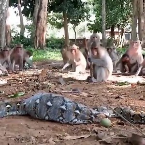 32K views · 108 reactions | Monkey was attacked by a python, the group is trying to rescue it. | Wildlife War | Facebook