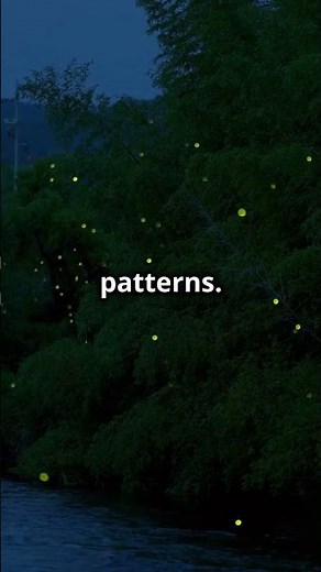 The Science of Why Lightning Bugs Synchronize Their Blinks #biology #communication #facts