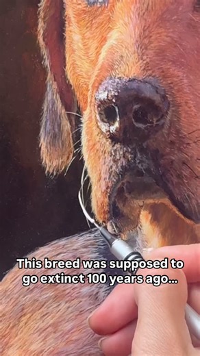 Laura M Art | Dog Portraits on Instagram: "Painting the tenacious Kerry Beagle. Ireland’s only native scent hound has been nearly wiped out for over a century, but somehow, it’s still here. Prized for its incredible nose and hunting passion, it remains the country’s rarest and most elusive dog—a true testament to staying power. #dogart #irishdogsofinstagram #kerrybeagle #doglover #acrylicpainting #dogportrait"