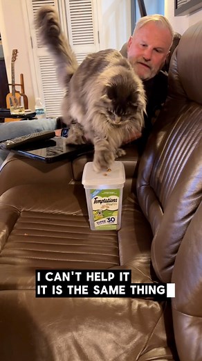 Conversations with your cat. I think the cat understands perfectly. #funnycatvideos #funnycat #TemptationsTreats | Rocco and the kitty cats