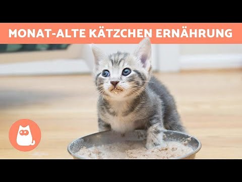 Was füttert man einem MONATSALTEN KÄTZCHEN? 🐱 (Ernährung eines Katzenbabys)