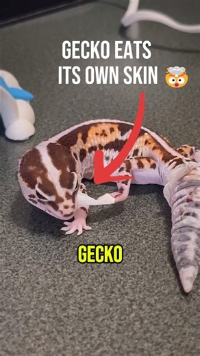 This Gecko Literally Eats Its Own Skin 🤯🦎 #Gecko #AnimalFacts #Nature #DidYouKnow #AnimalShorts