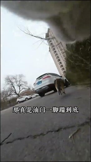 Cat's Daily Adventure: A Thrilling Boxing Chase