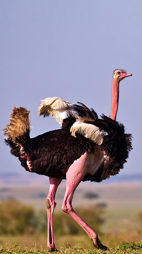 Female ostriches can be very picky when selecting a mate, so males are put through their paces to prove that they're up for the task. Part of the courtship ritual involves an elaborate dance that the males perform in an effort to impress the ladies. What do you think? Does this guy have what it takes?⁣ ⁣ 📍 Mara Plains⁣⁣⁣ 🎥 Kevin Sayialel⁣⁣⁣⁣ | Great Plains Conservation