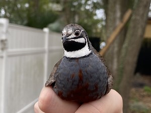 Sexing King (Button) Quail - Variants & Methods