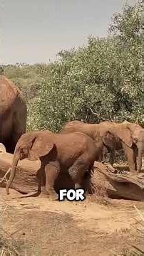 Elephants Can Treat Constipation#Elephant #AnimalFacts #Nature