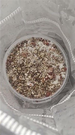 DAY 12 Golden Teachers - PINS EXPLODING 🍄 #mushrooomgrowkit #satisfying #shorts