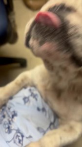 We need a foster to save this little guy. The shelter is hot and overcrowded. This baby needs a bath, a foster home and lots of lovin. We are full. No open foster homes. No extra hands. No space. He is approximately 1 1/2 years old, and a love muffin. No history with cats or young children. He didn’t show any negative reactions towards other dogs. We can save his life with your help. Approved homes please reach out to your favorite volunteer. New to the rescue? Please fill out an application via