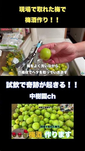 現場の梅で梅酒作り＃植木屋＃梅＃梅酒＃梅干し