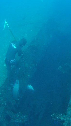 106K views · 1.3K reactions | 2 fish 1 wreck | Daniel Mann - Dive Everywhere | Facebook