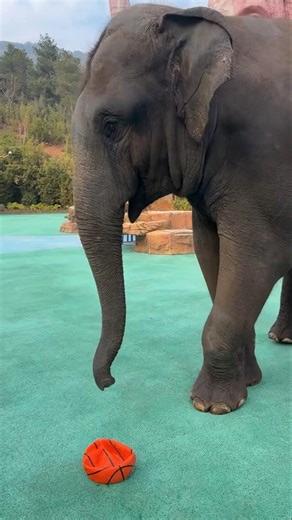 The Cute elephant 🐘 playing Basketball 🏀