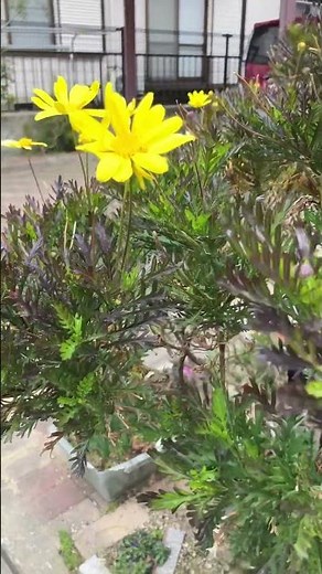 ユリオプスデージーのある庭先#garden #gardening #ガーデン #flowers #庭の花