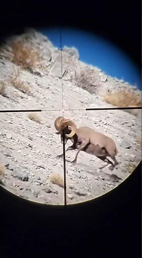 Mountain Goat Shooting!