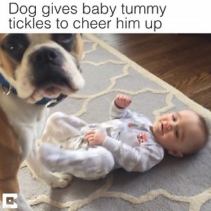 1.7M views | Cap: Dog gives baby tummy tickles to cheer him up Credit: Caters News Agency | LOLKidz | Facebook
