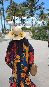 Vacation in Bahamas: moment of Excitement seeing the Flamingo. national bird of the Bahamas. #nature #Bahamas #flamingo #reelsfypシ #reelschallenge #reelsfacebook | Naznin Quadir