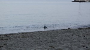 One seagull swims and cleans its: Stockvideos & Filmmaterial (100 % lizenzfrei) 1066699738 | Shutterstock