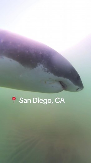🦈 87% OF THE SHARKS I SEE IN SAN DIEGO ARE WITHIN 3000 FEET (0.56 miles) FROM HUMANS. Checkout the recent news article by the CSULB Shark Lab. Some of the ones I see bump into object in their surroundings. Did you know that great white sharks use their pectoral fins to sense their environment? These incredible creatures have an amazing sense of touch that helps them navigate and hunt in their underwater world! Amazing encounter today April 20th, 2023🦈🌊 These fins are covered in tiny, gel-fill