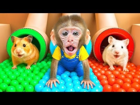 Monkey Bon Bon Playing Candy Challenge with Cute Baby Hamster 🍭🐹 #monkey #monkeybaby #animalshome