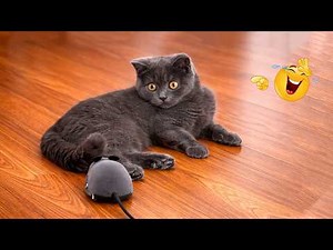 You Laugh You Lose 😂😹 | Ultimate Funny Cat Compilation