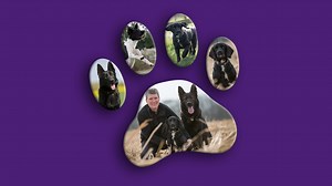 Dog Detectives - Discovery UK