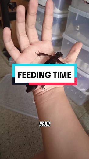 FEEDING TEAM #geckoleopardo #geckosoftiktok #fyp #geckocommunity #gecko #geckoindonesia #geckos #leopardgecko #reptile #hewan #hangecko #leopardgeckos #leopardgeckosoftiktok #leopardgeckoarmy #geckobreeder