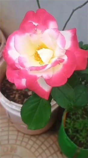Beautiful Dual Color Rose | Sandal And Pink Bloom | Nature's Perfect Combination | Leelu Vibes