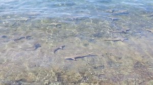 4.4K views · 240 reactions | The blacktip reef shark is a small-medium sized shark with recognizable black fin tips with white highlights. These sharks are commonly found on tropical Indo-Pacific coral reefs in shallow, coastal waters, making them a popular species in reef and dive tourism. 麗 #blacktipshark #underwater | Discovery Coron | Facebook