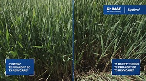 Uspešna tehnologija zaštite počinje sa tretmanom semena počinje sa Systivom®!​ Zdravstveno stanje i kondicija Systiva® useva, gde je preskočen prvi fungicidni tretman (T1), ne razlikuje se u poređenju sa standardom gde su obavljena sva tri fungicidna tretmana (T1&T2&T3).​ Saznajte više: https://www.agro.basf.rs/sr/Proizvodi/Pregled-proizvoda/Fungicidi/Systiva.html ​ ​ Pre upotrebe sredstva za zaštitu bilja pročitajte informacije na etiketi. Pridržavajte se uputstva za upotrebu kako bi se izbegli