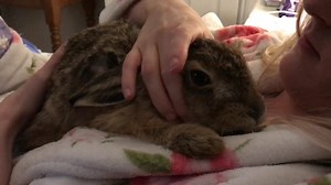 A hare massage and snuggles with Mama. I do allow this on occasion... Watch until the end for soppy cuddles 🙄 | Hesper The Hare