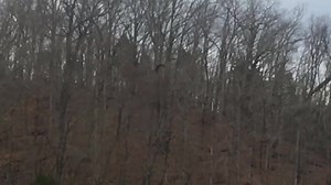 1.5K views · 40 reactions | Dale Hollow Dave on Reels | Facebook